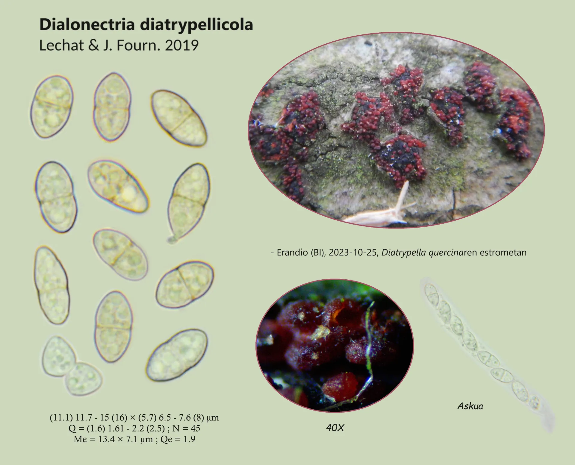 Dialonectria diatrypellicola